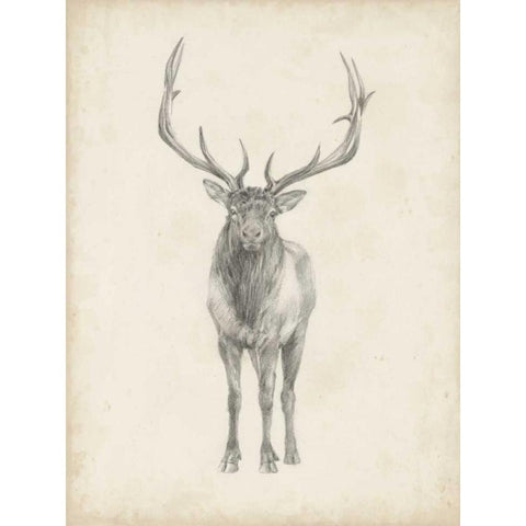 Elk Study Black Modern Wood Framed Art Print with Double Matting by Harper, Ethan