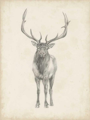 Elk Study White Modern Wood Framed Art Print with Double Matting by Harper, Ethan