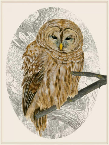 Barred Owl I Black Ornate Wood Framed Art Print with Double Matting by Wang, Melissa