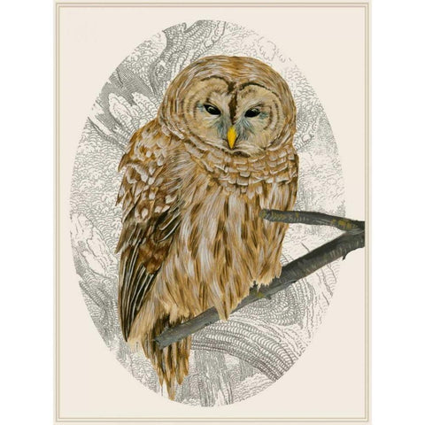 Barred Owl I White Modern Wood Framed Art Print by Wang, Melissa