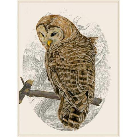 Barred Owl II Gold Ornate Wood Framed Art Print with Double Matting by Wang, Melissa