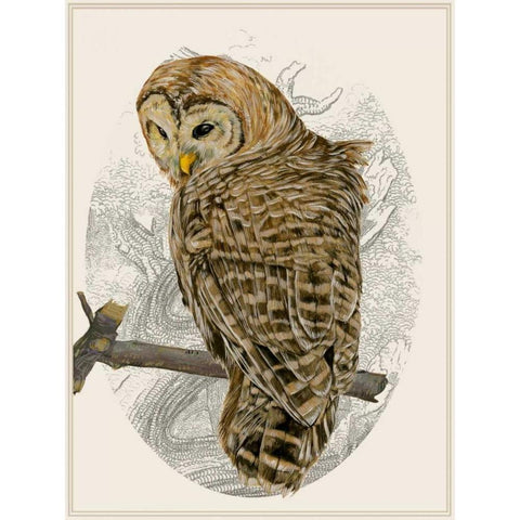 Barred Owl II White Modern Wood Framed Art Print by Wang, Melissa