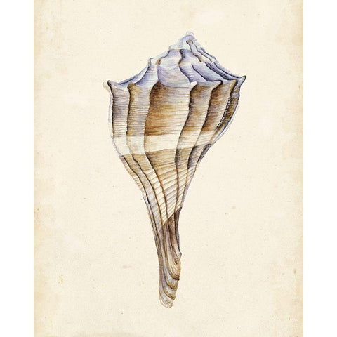 Watercolor Seashell I Black Modern Wood Framed Art Print by Wang, Melissa