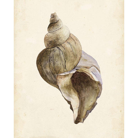 Watercolor Seashell II Black Modern Wood Framed Art Print with Double Matting by Wang, Melissa