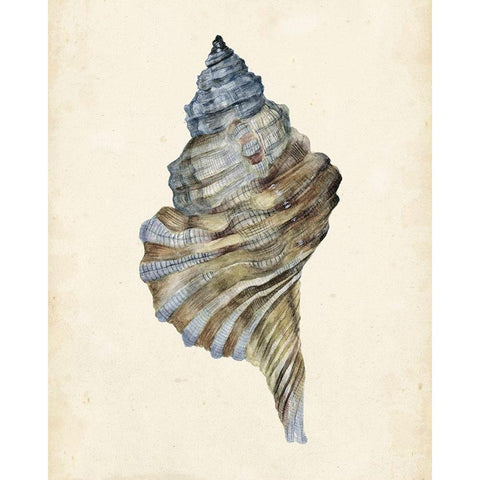 Watercolor Seashell III Gold Ornate Wood Framed Art Print with Double Matting by Wang, Melissa