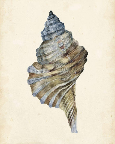 Watercolor Seashell III White Modern Wood Framed Art Print with Double Matting by Wang, Melissa