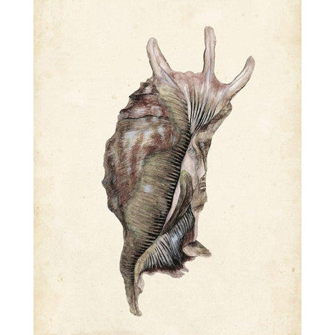 Watercolor Seashell IV Black Modern Wood Framed Art Print with Double Matting by Wang, Melissa