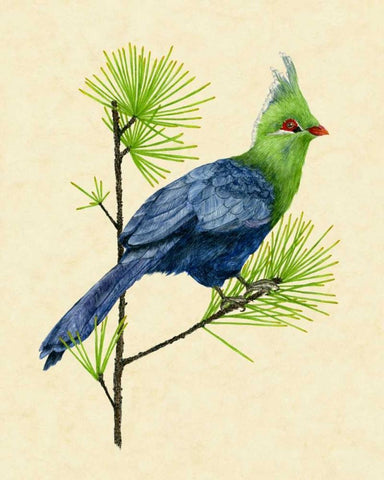 Green Turaco I Black Ornate Wood Framed Art Print with Double Matting by Wang, Melissa