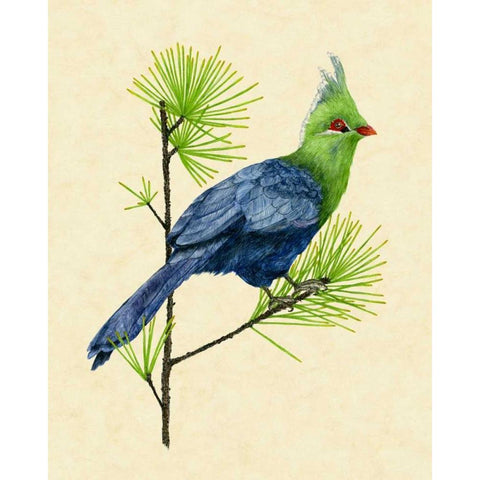 Green Turaco I White Modern Wood Framed Art Print by Wang, Melissa