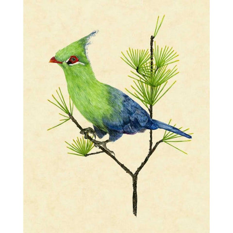 Green Turaco II Black Modern Wood Framed Art Print with Double Matting by Wang, Melissa