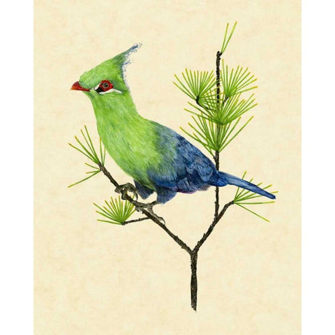 Green Turaco II Gold Ornate Wood Framed Art Print with Double Matting by Wang, Melissa
