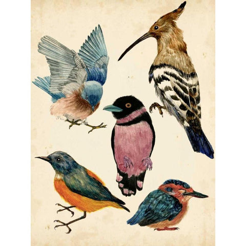 Bird Collection I Black Modern Wood Framed Art Print with Double Matting by Wang, Melissa