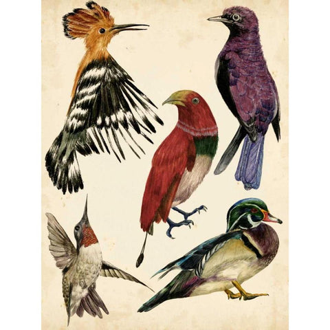 Bird Collection II White Modern Wood Framed Art Print by Wang, Melissa