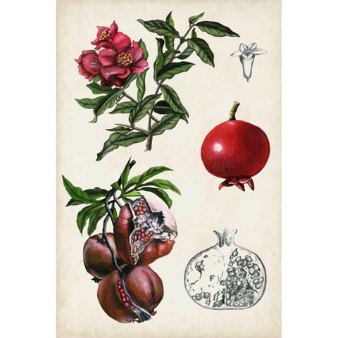 Pomegranate Composition II White Modern Wood Framed Art Print by McCavitt, Naomi