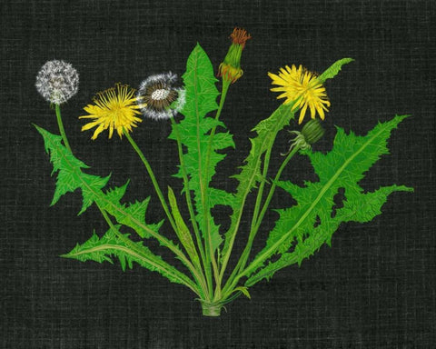 Wild Dandelion I White Modern Wood Framed Art Print with Double Matting by Wang, Melissa