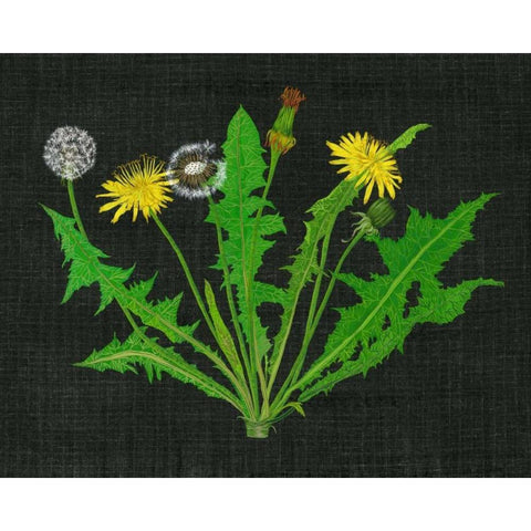 Wild Dandelion I White Modern Wood Framed Art Print by Wang, Melissa