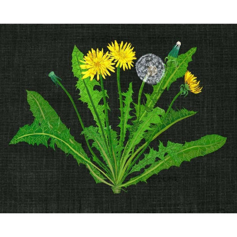 Wild Dandelion II White Modern Wood Framed Art Print by Wang, Melissa