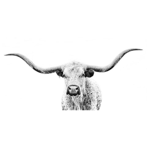 Longhorn Gaze White Modern Wood Framed Art Print by PHBurchett