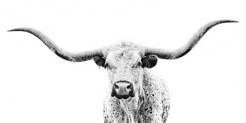 Longhorn Gaze White Modern Wood Framed Art Print with Double Matting by PHBurchett