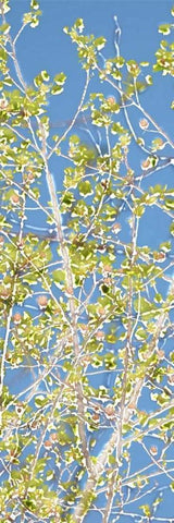 Spring Poplars II Black Ornate Wood Framed Art Print with Double Matting by Chandler, Sharon