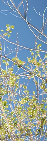 Spring Poplars IV White Modern Wood Framed Art Print with Double Matting by Chandler, Sharon