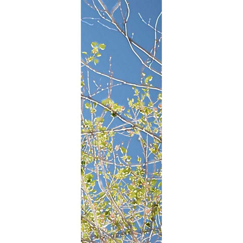 Spring Poplars IV Black Modern Wood Framed Art Print by Chandler, Sharon