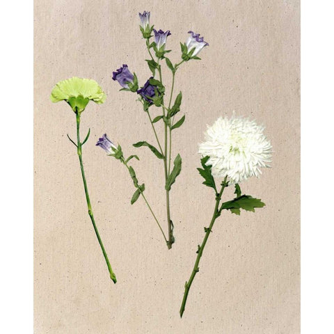 Pretty Pressed Flowers I Black Modern Wood Framed Art Print with Double Matting by Wang, Melissa