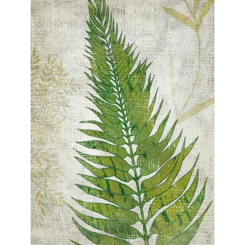 Frond II White Modern Wood Framed Art Print by Zarris, Chariklia