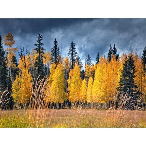 Through the Yellow Trees I Black Modern Wood Framed Art Print by Drost, David