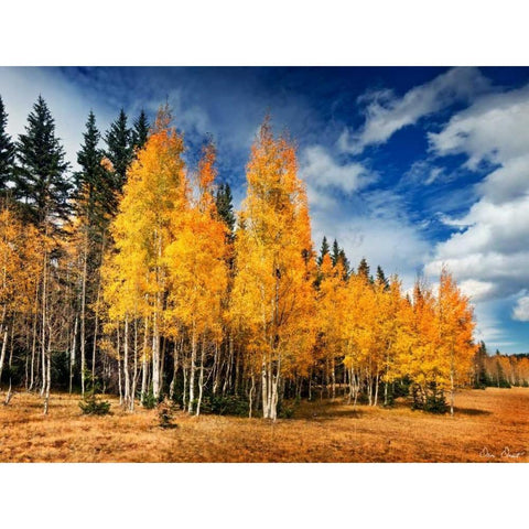 Through the Yellow Trees II White Modern Wood Framed Art Print by Drost, David
