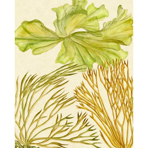 Vintage Seaweed Collection I Black Modern Wood Framed Art Print with Double Matting by Wang, Melissa