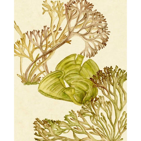 Vintage Seaweed Collection II White Modern Wood Framed Art Print by Wang, Melissa