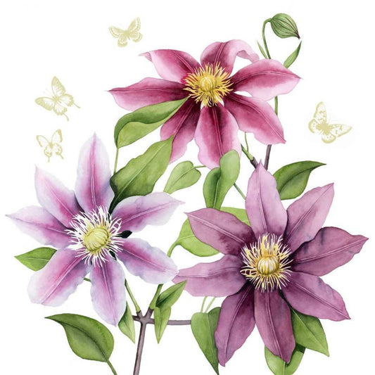 Image Only