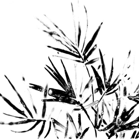 Monochrome Tropic II Gold Ornate Wood Framed Art Print with Double Matting by Vess, June Erica