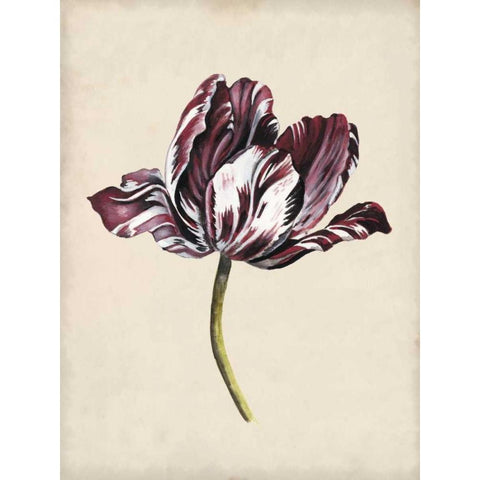 Antique Tulip Study I White Modern Wood Framed Art Print by McCavitt, Naomi