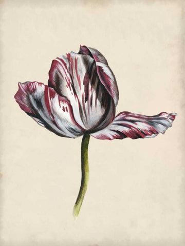 Antique Tulip Study II Black Ornate Wood Framed Art Print with Double Matting by McCavitt, Naomi