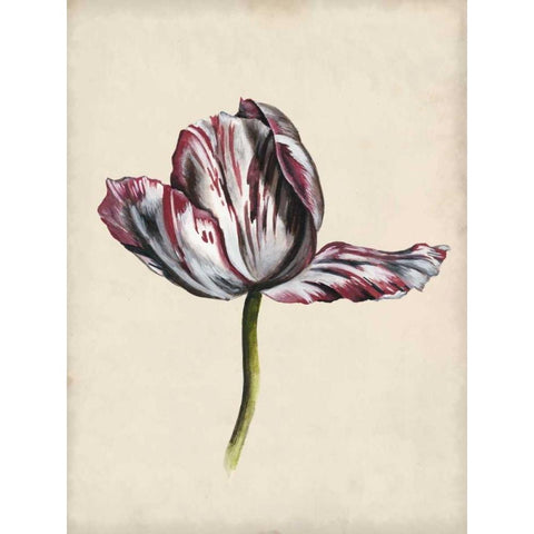 Antique Tulip Study II Black Modern Wood Framed Art Print with Double Matting by McCavitt, Naomi