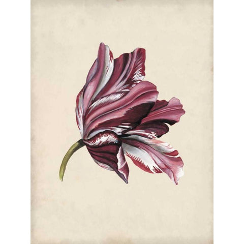 Antique Tulip Study III Black Modern Wood Framed Art Print with Double Matting by McCavitt, Naomi