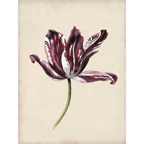 Antique Tulip Study IV White Modern Wood Framed Art Print by McCavitt, Naomi