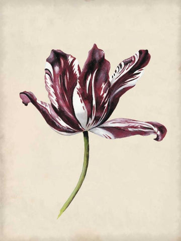 Antique Tulip Study IV Black Ornate Wood Framed Art Print with Double Matting by McCavitt, Naomi