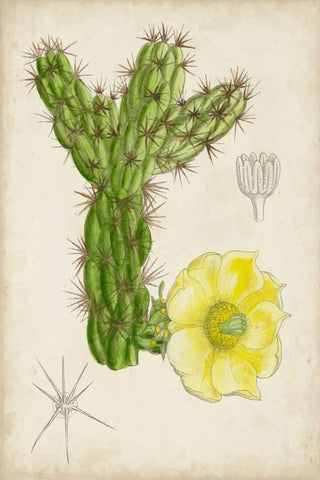 Antique Cactus I White Modern Wood Framed Art Print with Double Matting by Curtis