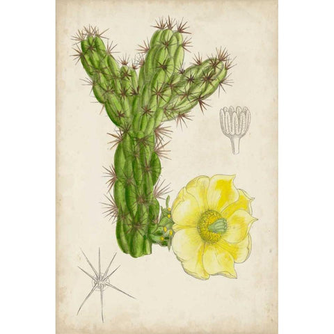 Antique Cactus I White Modern Wood Framed Art Print by Curtis