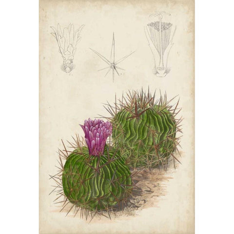 Antique Cactus II White Modern Wood Framed Art Print by Curtis