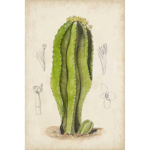 Antique Cactus VI White Modern Wood Framed Art Print by Curtis