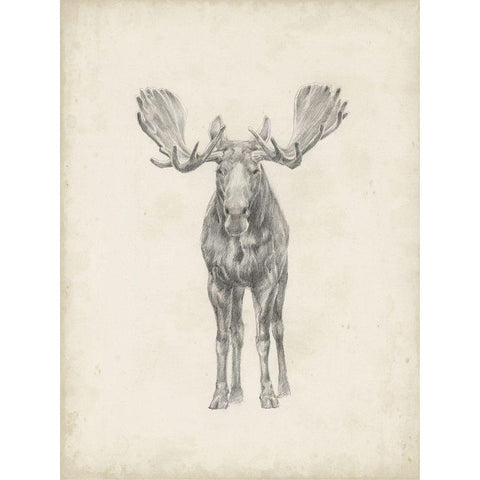 40x30 Custom Moose Study Gold Ornate Wood Framed Art Print with Double Matting by Harper, Ethan