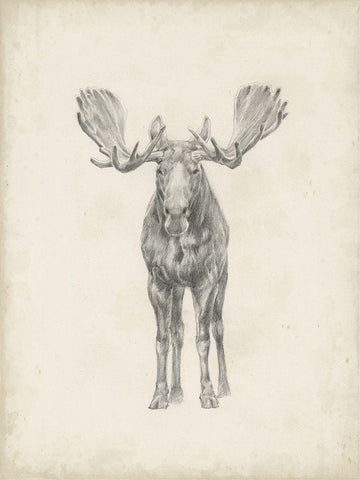 40x30 Custom Moose Study White Modern Wood Framed Art Print with Double Matting by Harper, Ethan