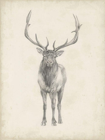 40x30 Custom Elk Study White Modern Wood Framed Art Print with Double Matting by Harper, Ethan