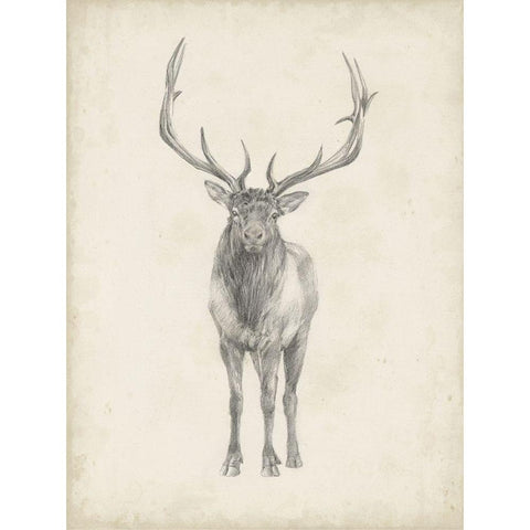 40x30 Custom Elk Study Gold Ornate Wood Framed Art Print with Double Matting by Harper, Ethan