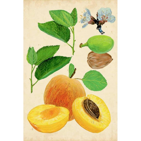 Apricot Study I White Modern Wood Framed Art Print by Wang, Melissa