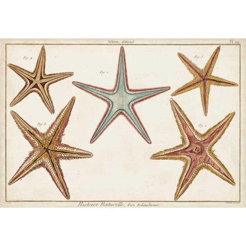 Starfish Naturelle I Black Modern Wood Framed Art Print by Diderot, Denis